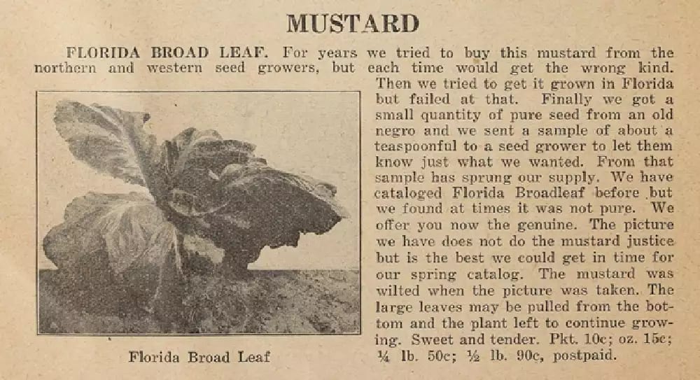 newspaper extract of the story of the Florida Broad Leaf Mustard scene with image of the plant