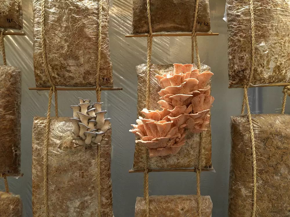 Mycelium Garden by Matthias Fritsch, installed at Weather Engines exhibition, Onassis Stegi, Athens 2022. Mushrooms growing out of hanging mushroom bags