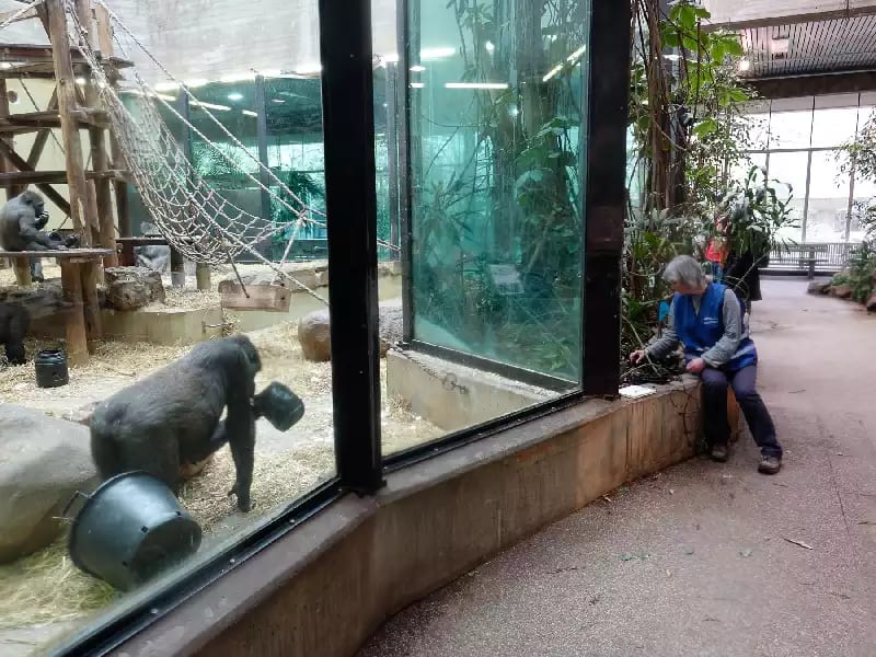 Heather observing ant activity in the gorilla house, ARTIS, Amsterdam © Theun Karelse The artist observing ants in a planter to the right hand side of a gorilla enclosure in the zoo. A large gorilla faces her behind the glass wall