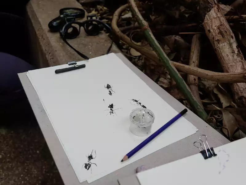 Life drawing workshop, tuning into the social behaviour of the ant colony, the gorilla house, ARTIS, Amsterdam © Theun Karelse Two pieces of paper and a pencil sit on the side of a planter, one of the pieces of paper has some drawings of tiny ants