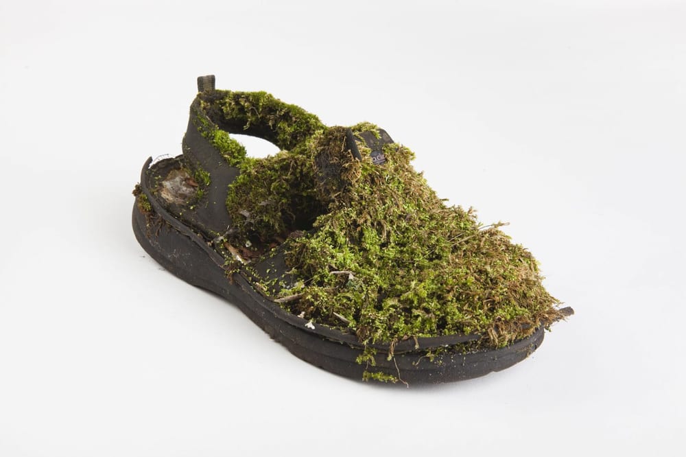 Artist: moss, year: 2019, material: shoe
