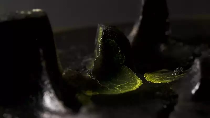 The Physarum Experiments, Study No: 026, Intraspecies Fusion (film still) © Heather Barnett A dark photograph of slime mould against a black background