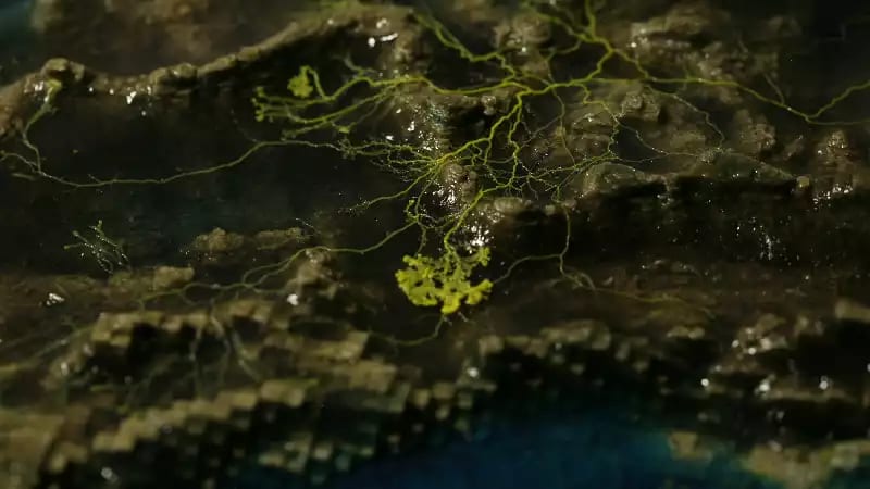 Resilient Topographies #1: the peninsula of Paljassaare (film still) © Heather Barnett (in collaboration with ecologic studio) A yellow slime mould against a black surface