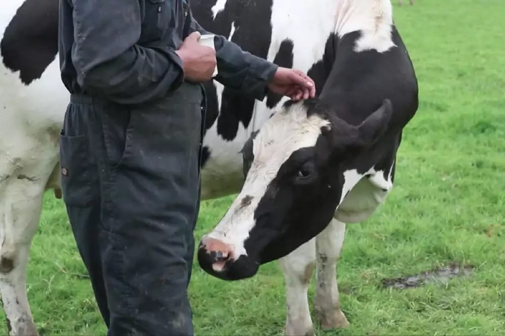 A person drinking a cup of tea stands with a dairy cow in a field