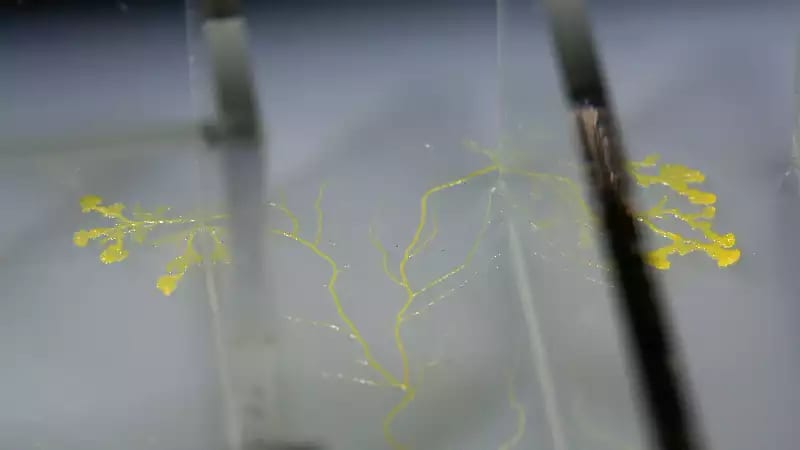 The Physarum Experiments, Study No: 019, The Maze (film still) © Heather Barnett A yellow slime mould branch out