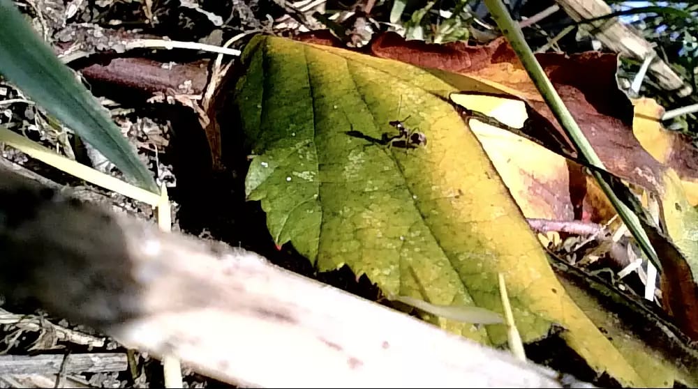 'Ant spotting’. Tuning into ant activity at ARTIS, Amsterdam © Heather Barnett ant on a leaf, zoomed in image