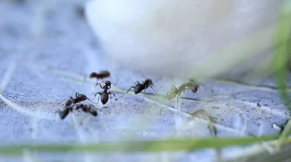 'Ants washing antennae after feeding' 'Ants washing their antennae after feeding’. Observing ant activity in the grounds of ARTIS, Amsterdam © Heather Barnett