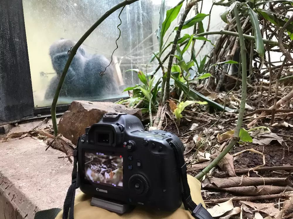 'Gorilla watching me, watching the ants’. Observing ant activity in the gorilla house, ARTIS, Amsterdam © Heather Barnett gorilla watching the artist watching the ants, with a camera focussing on the ants